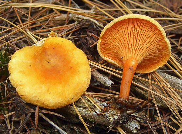 False Chanterelle, Hygrophoropsis aurantiaca