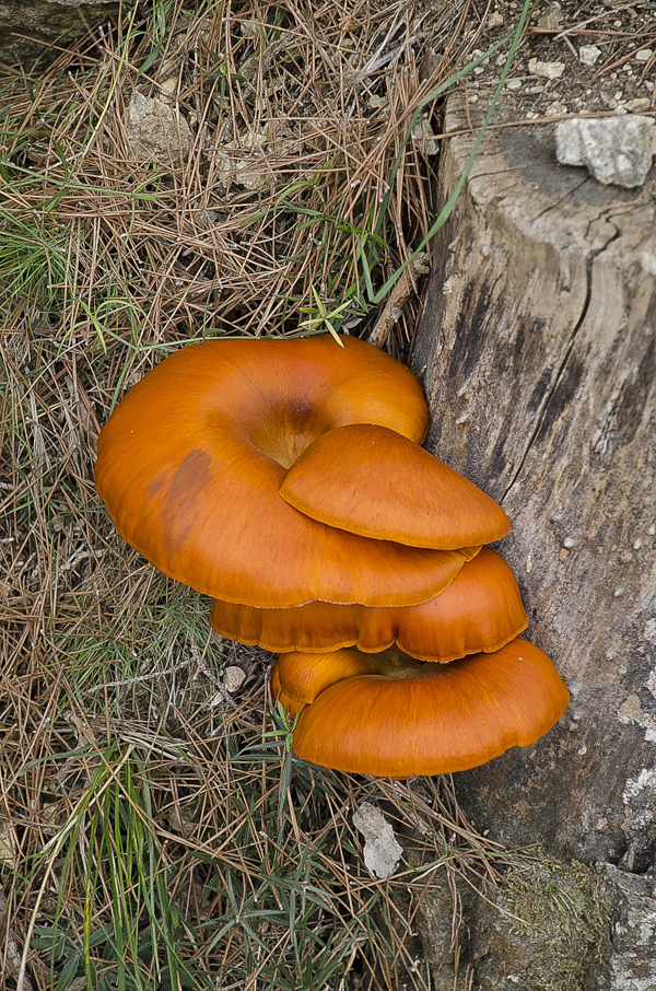 Jack O Lantern Mushroom Omphalotus olearius