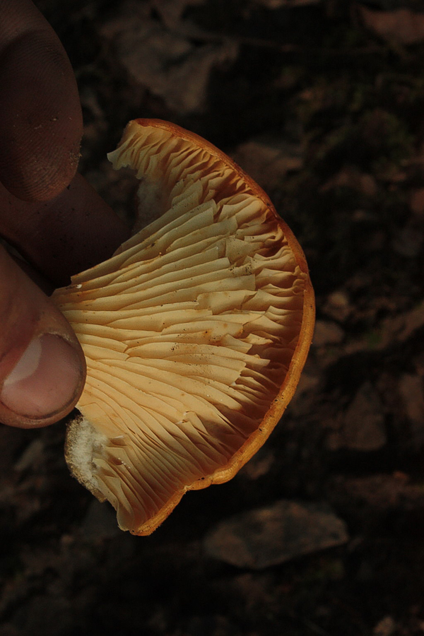 Jack-O-Lantern Mushroom Omphalotus olearius