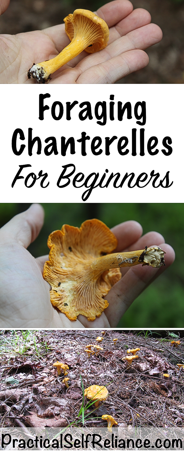 Foraging Chanterelles for Beginners #foraging #forage #mushrooms #ediblemushrooms #wildfood #wildcrafting #chanterelles #chanterellemushrooms