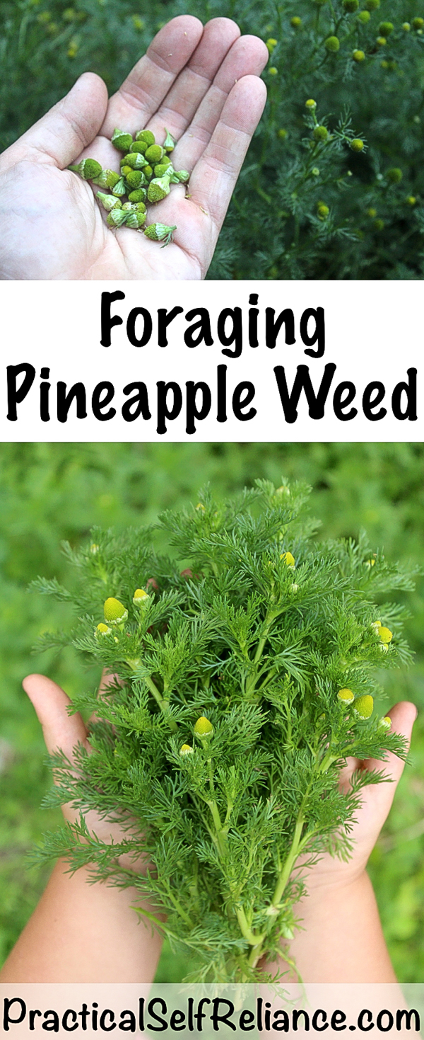 Foraging Pineapple Weed #foraging #forage #wildfood #pineappleweed #wildcrafting #chamomile