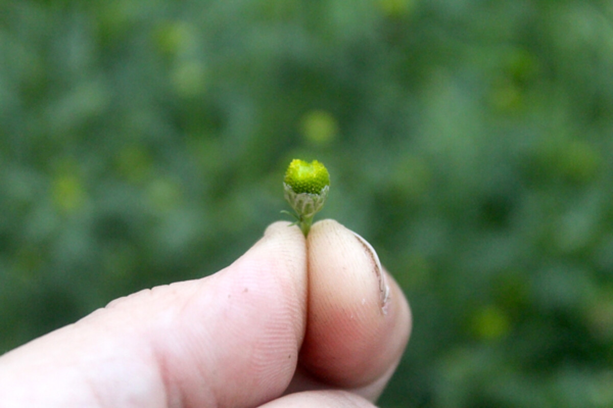 Sweet Pineapple Weed Blossom