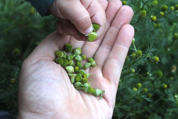 Baby stealing pineapple weed
