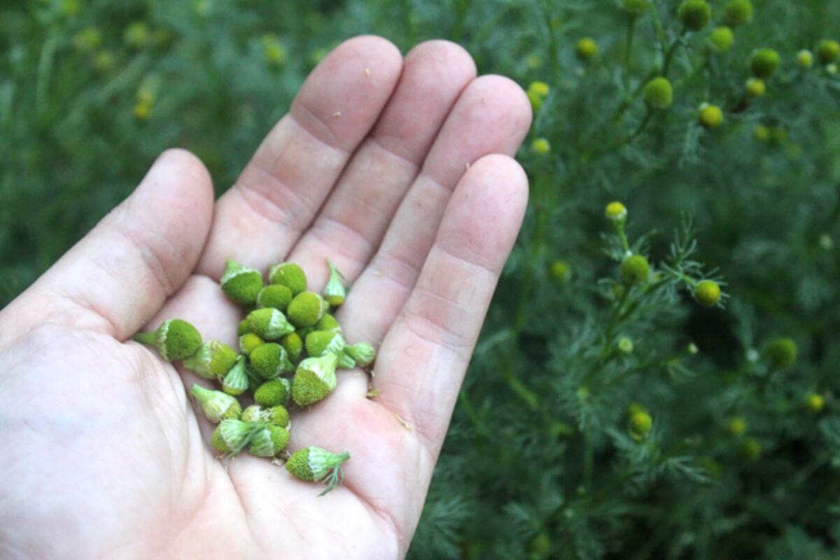 Pineapple Weed Blossoms
