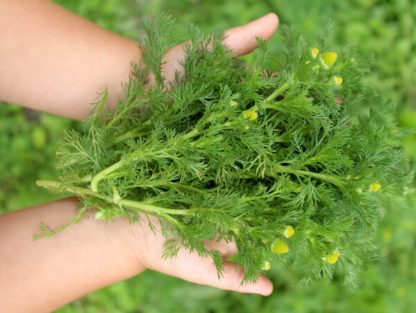 Foraging Pineapple Weed