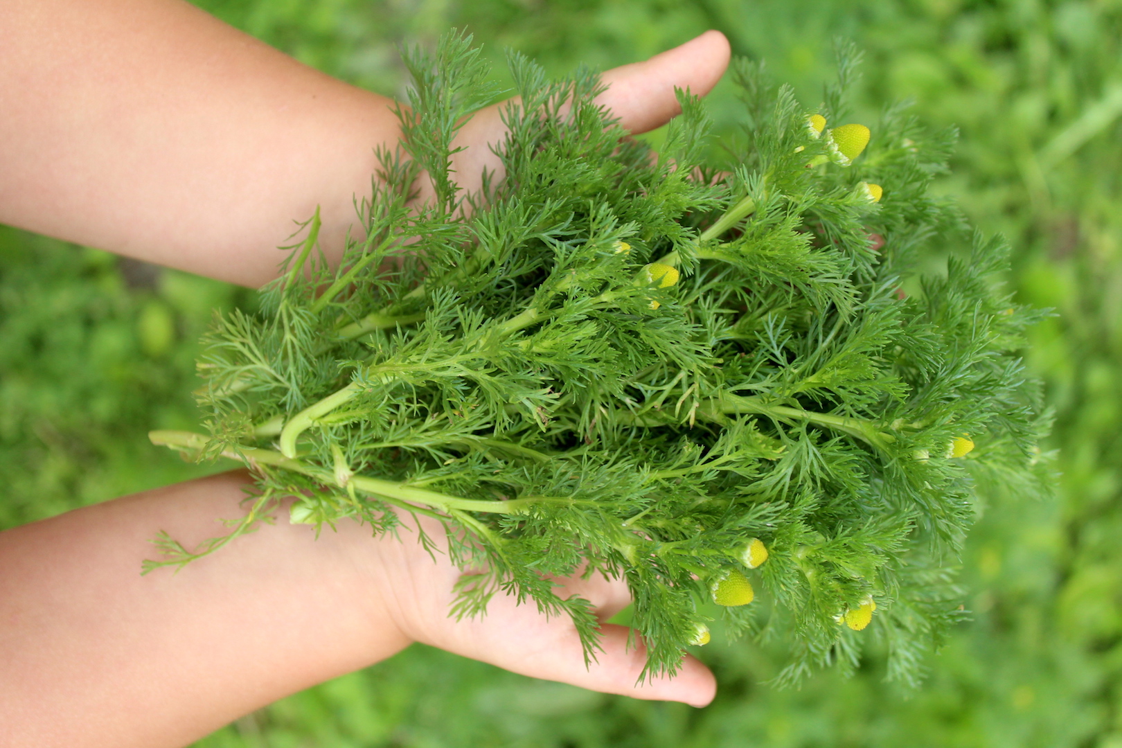 Foraging Pineapple Weed