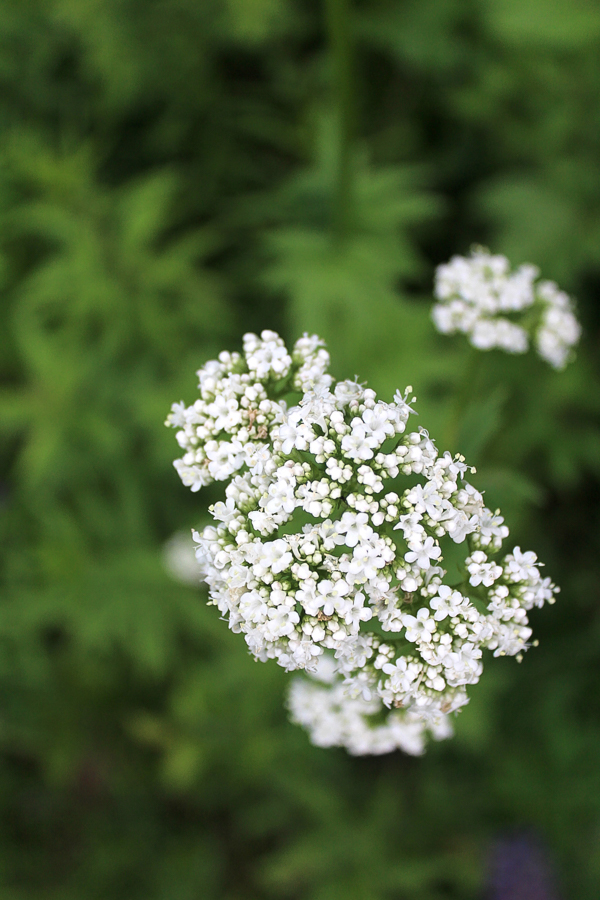 Valerian Flower