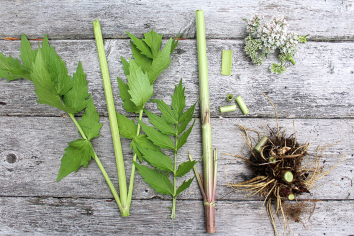 Wild Foraged Valerian