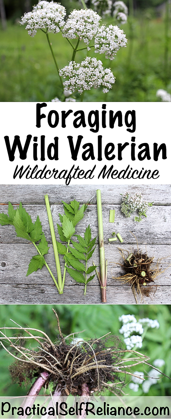 Foraging Wild Valerian ~ Wildcrafted Medicine for Better Sleep #valerian #valerianroot #sleephelp #foraging #wildfood #forage #selfsufficiency #wildcrafting #wildedibles #naturalremedy