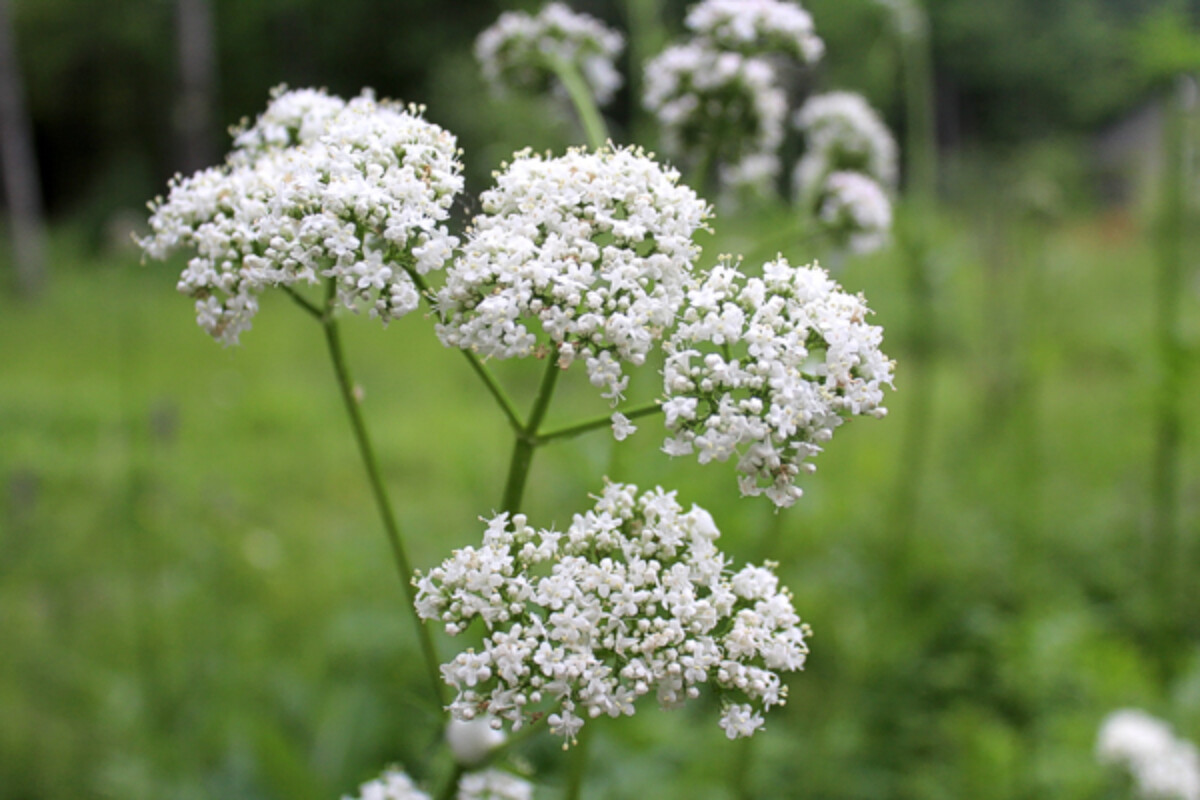 Valerian Flower Cluster