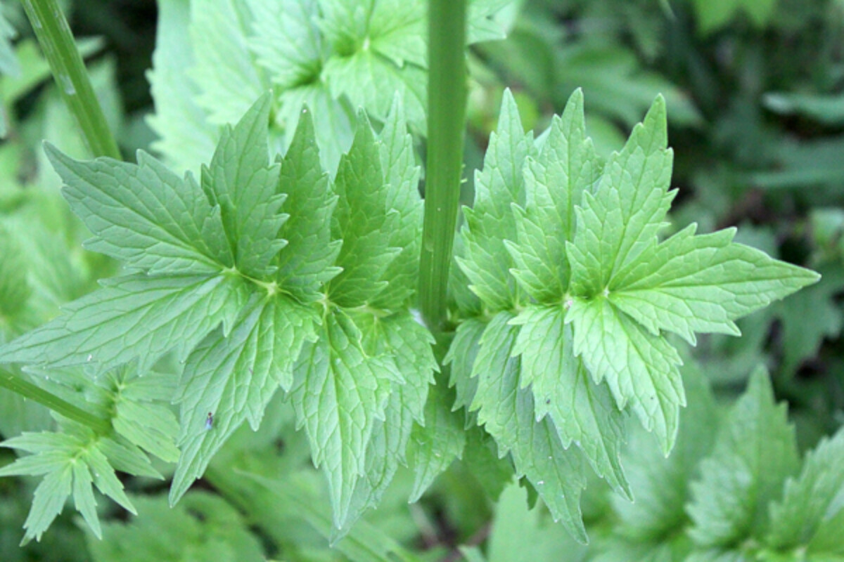 Valerian Leaves