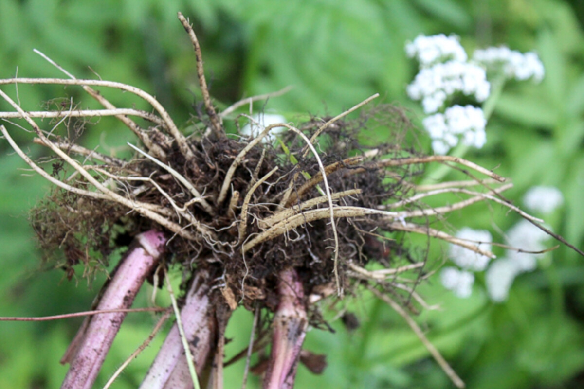 Mature Valerian Root