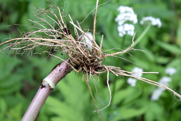 Young Valerian Root