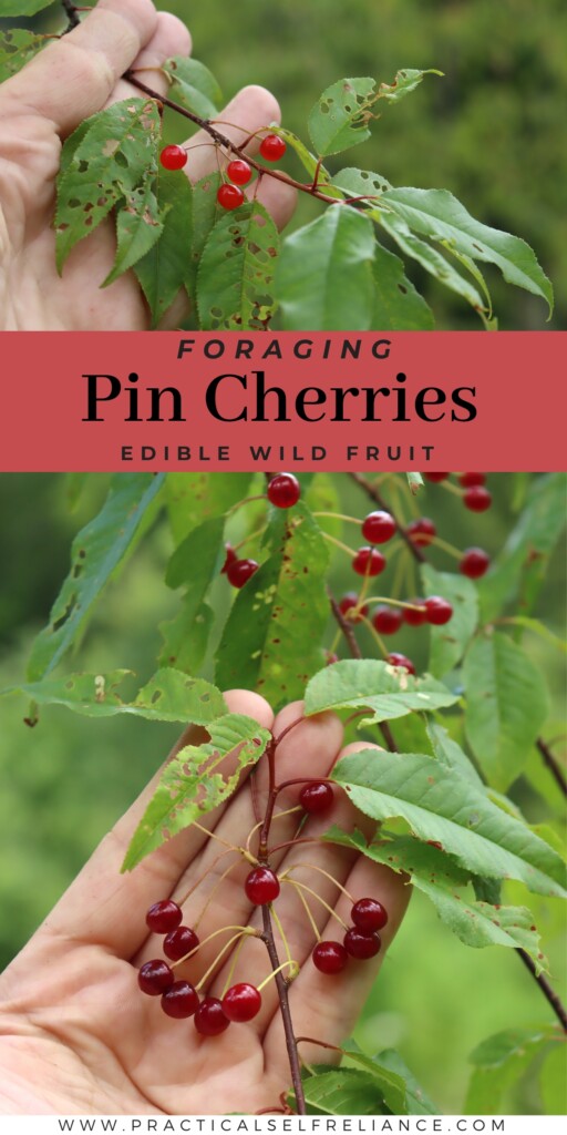 Foraging Wild Pin Cherries