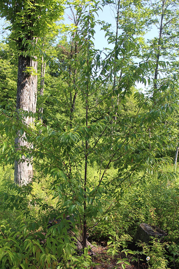 Three Year Old Pin Cherry