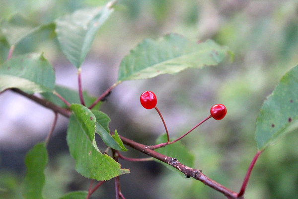 Pin Cherry Fruit