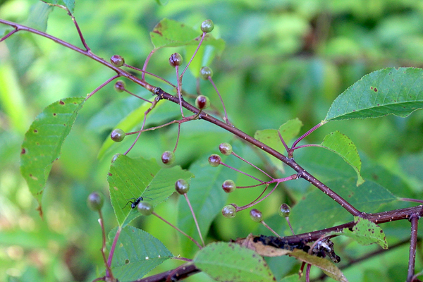 Unripe Pin Cherries