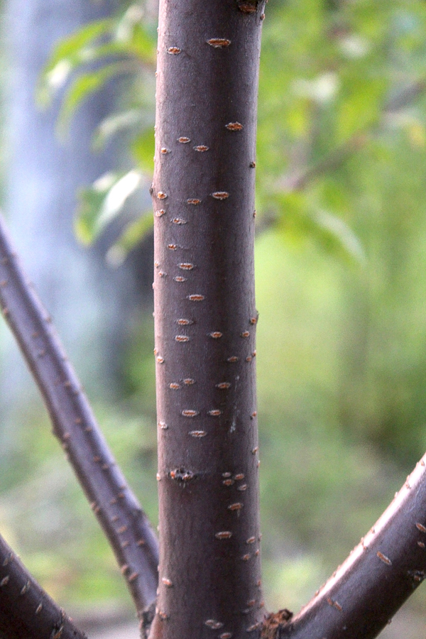Pin Cherry Tree Bark