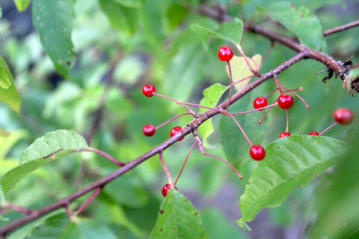 Pin Cherry Fruiting