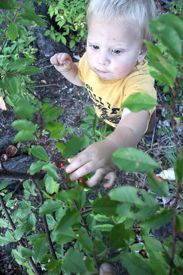 Child Foraging Pin Cherries