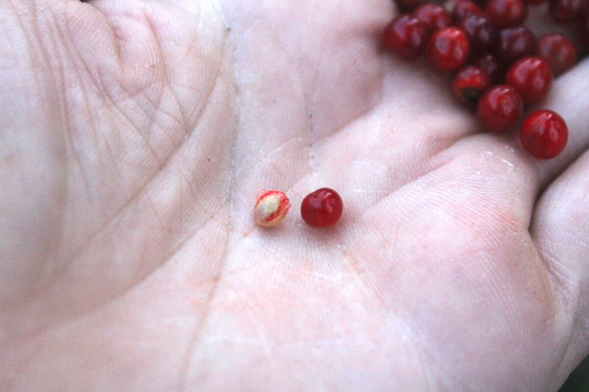 Pin Cherry Seed