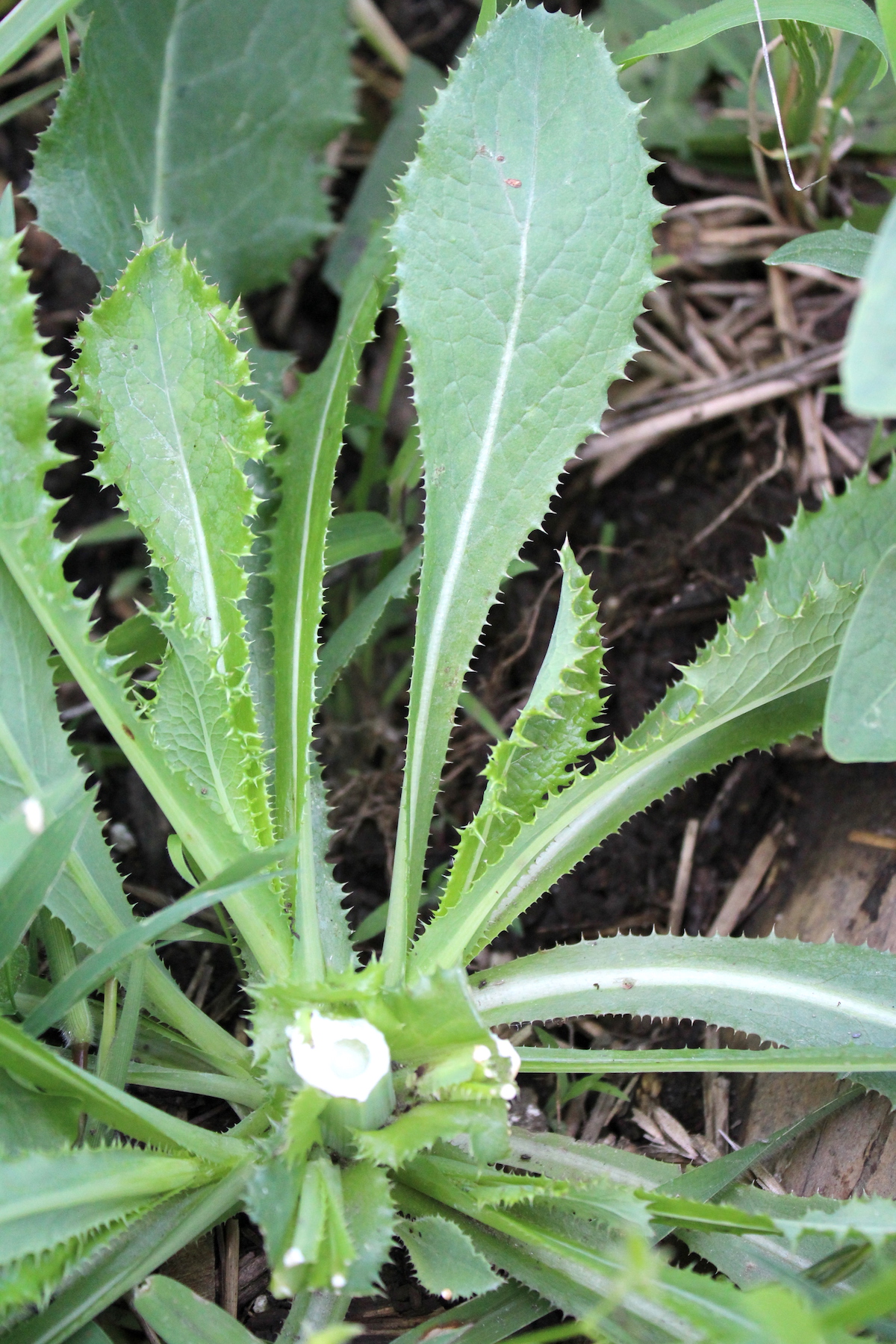 Fully harvested wild lettuce plant