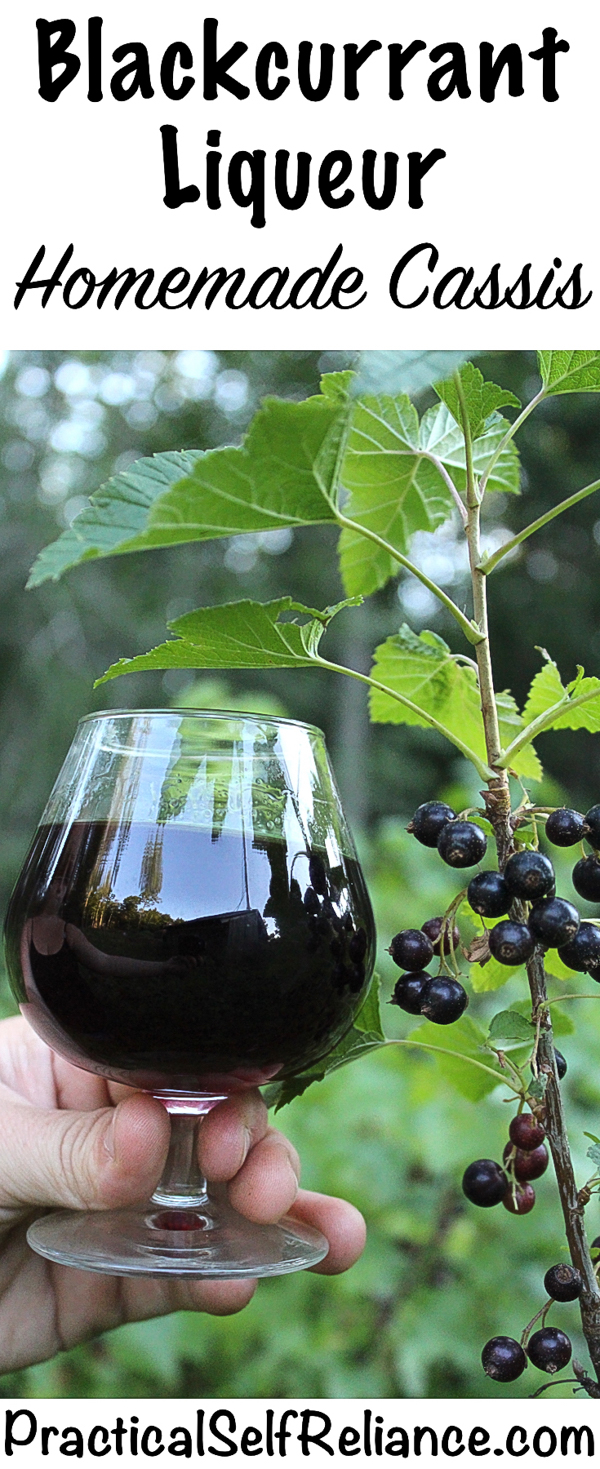 Homemade Blackcurrant Liqueur ~ DIY Cassis Recipe #blackcurrant #currant #currantrecipes #liqueurrecipes #foraged #orchard #berryrecipes #cocktails #fruitcocktails