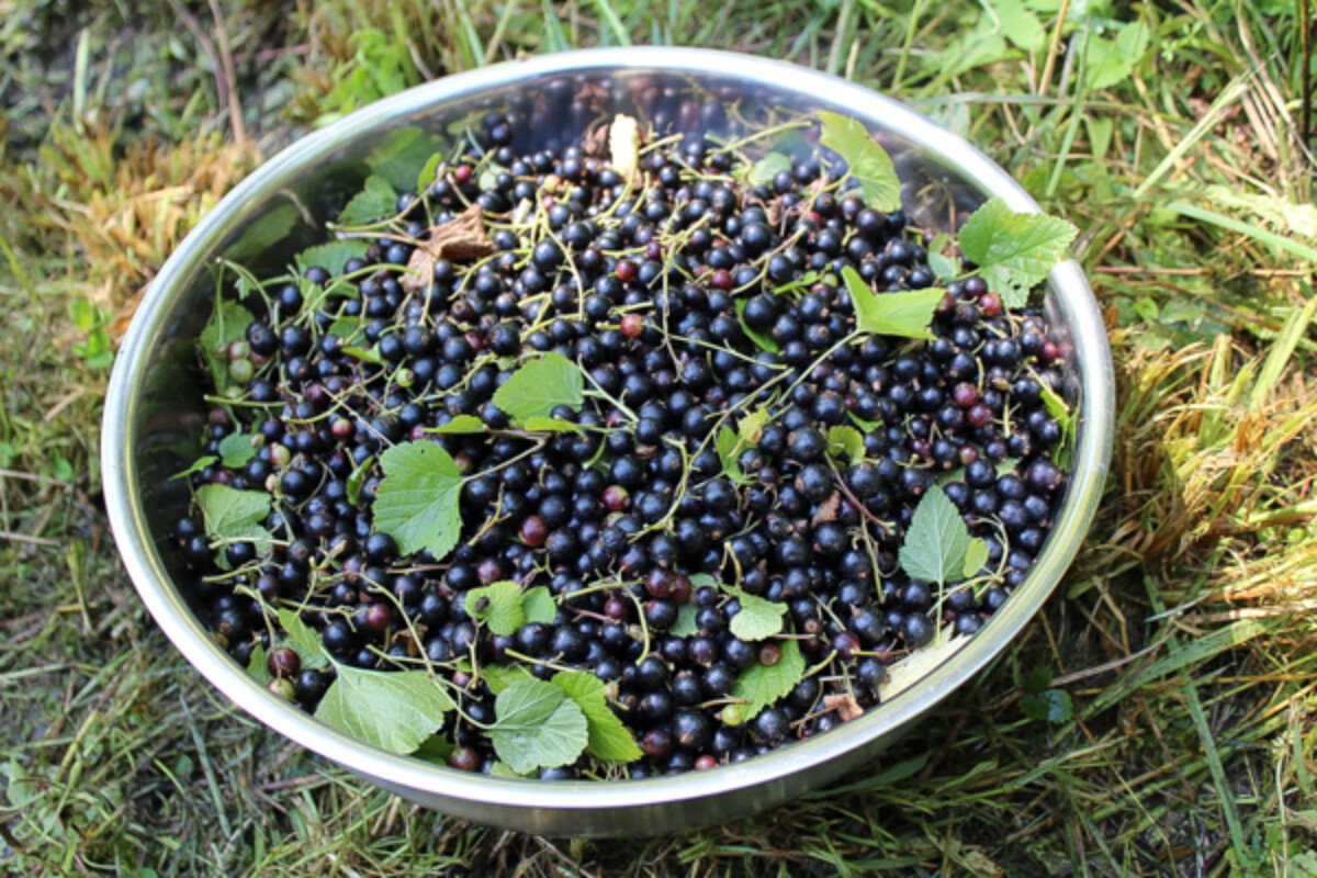 Black Currant Harvest in Vermont