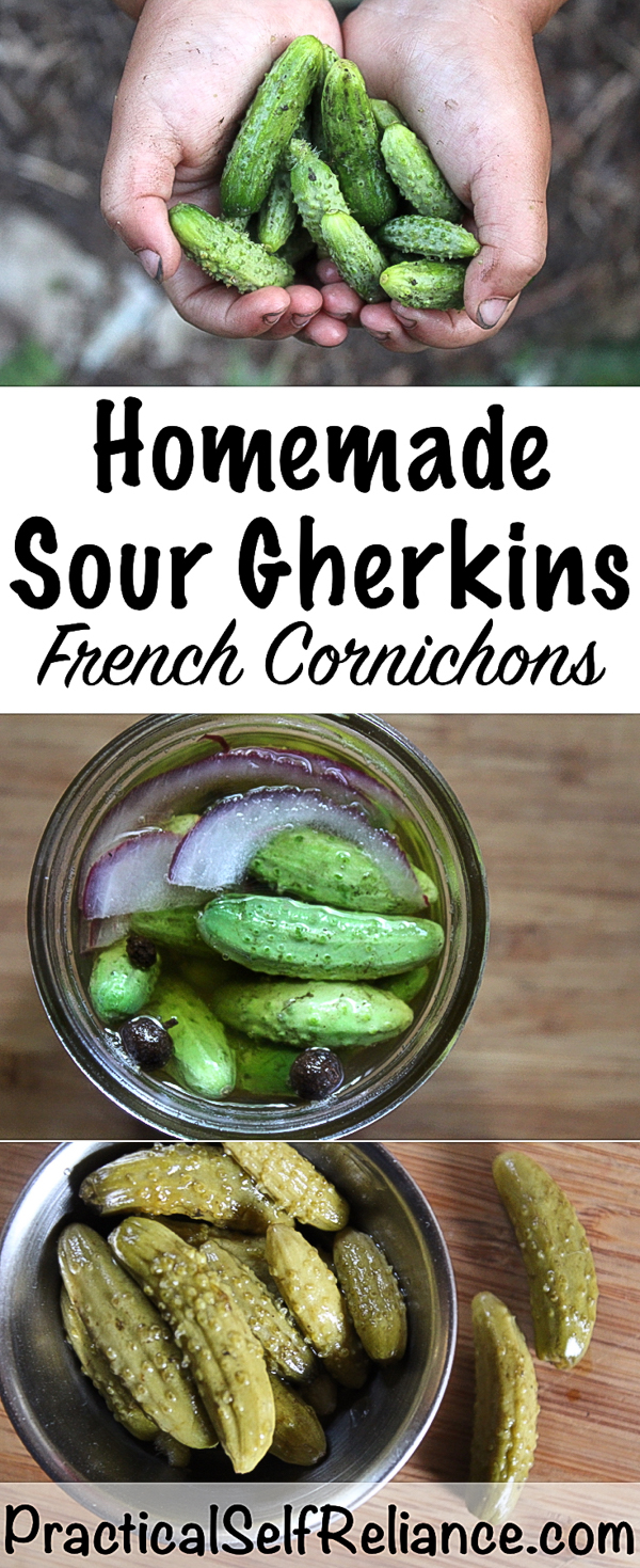 Homemade Sour Gherkins Recipe ~ French Cornichons ~ Canning Recipe #pickles #sourpickles #gherkins #cornichons #foodpreservation #canning #preservingfood #homesteading 