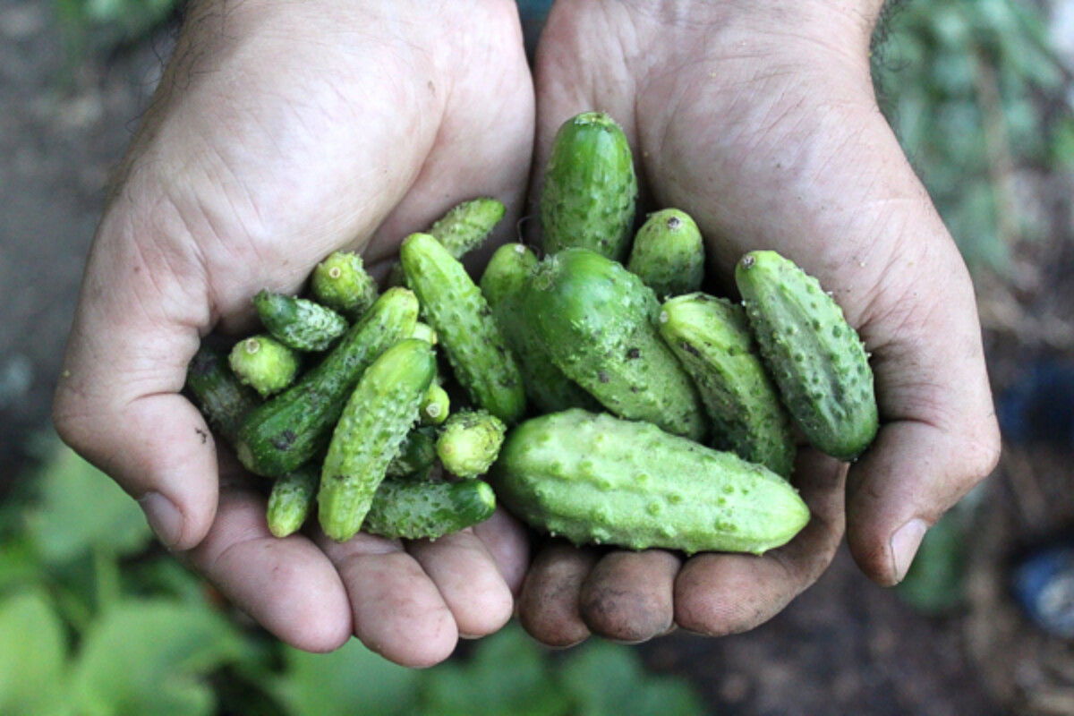 The baby cucumbers on the left are the tiny ones harvested for gherkins, and the others on the right are just perfect for tiny crips kosher dills.