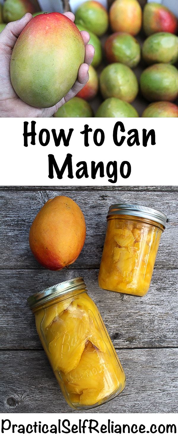 How to Can Mango ~ Instructions for Canning Mango at Home in a Water Bath Canner #mango #mangorecipes #canning #foodpreservation #preservingfood #preparedness #homesteading