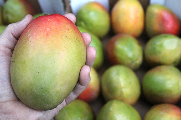 Mangoes For Canning