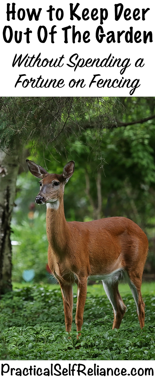 How to Keep Deer Out of the Garden #vegetablegardening #gardening #gardentips #deer #deerproof #homesteading #selfreliant