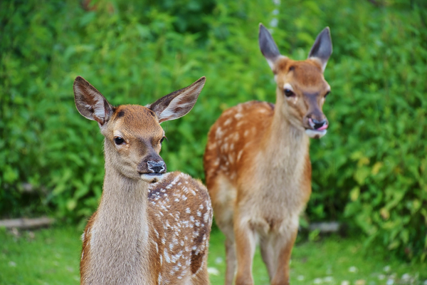 Deer in the garden