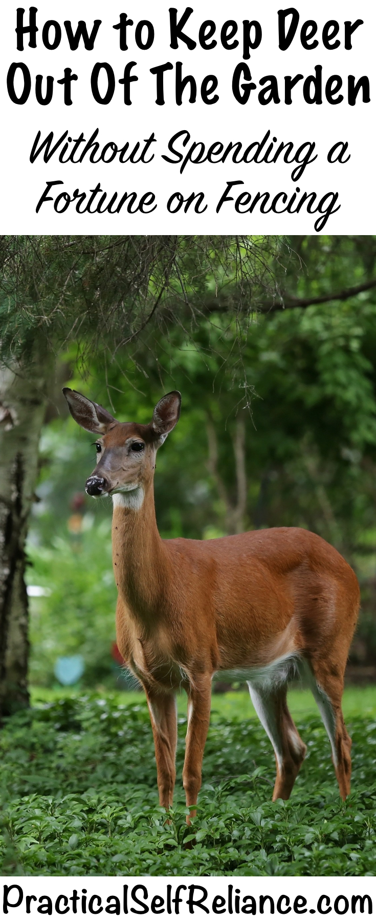 how-to-keep-deer-out-of-the-garden-without-spending-a-fortune