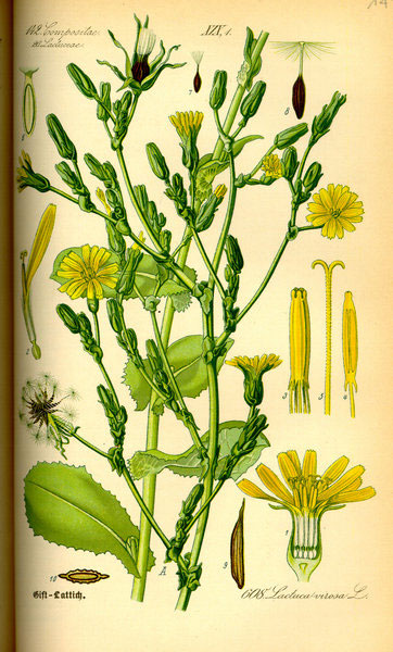 Drawing of the wild lettuce plant.