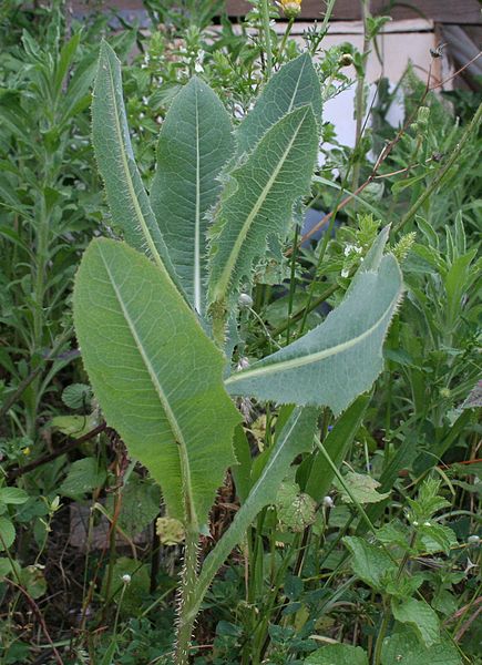 Wild lettuce plant showing the spines beneath the leaves.