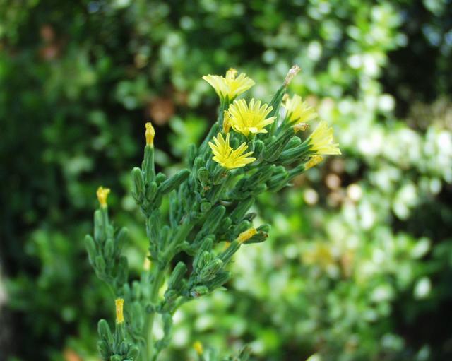 Wild Lettuce Plant