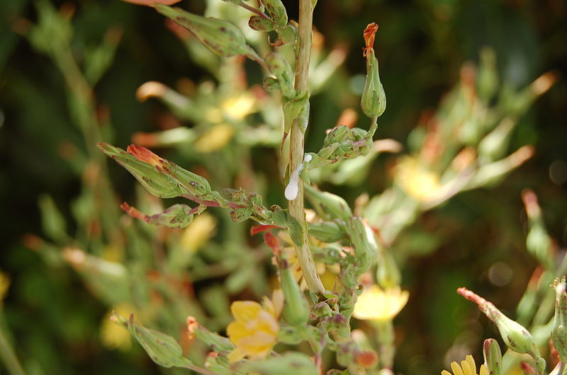 Wild lettuce bleeding sap from a cut high up on the plant among the flower.