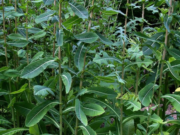 Wild Lettuce Plants