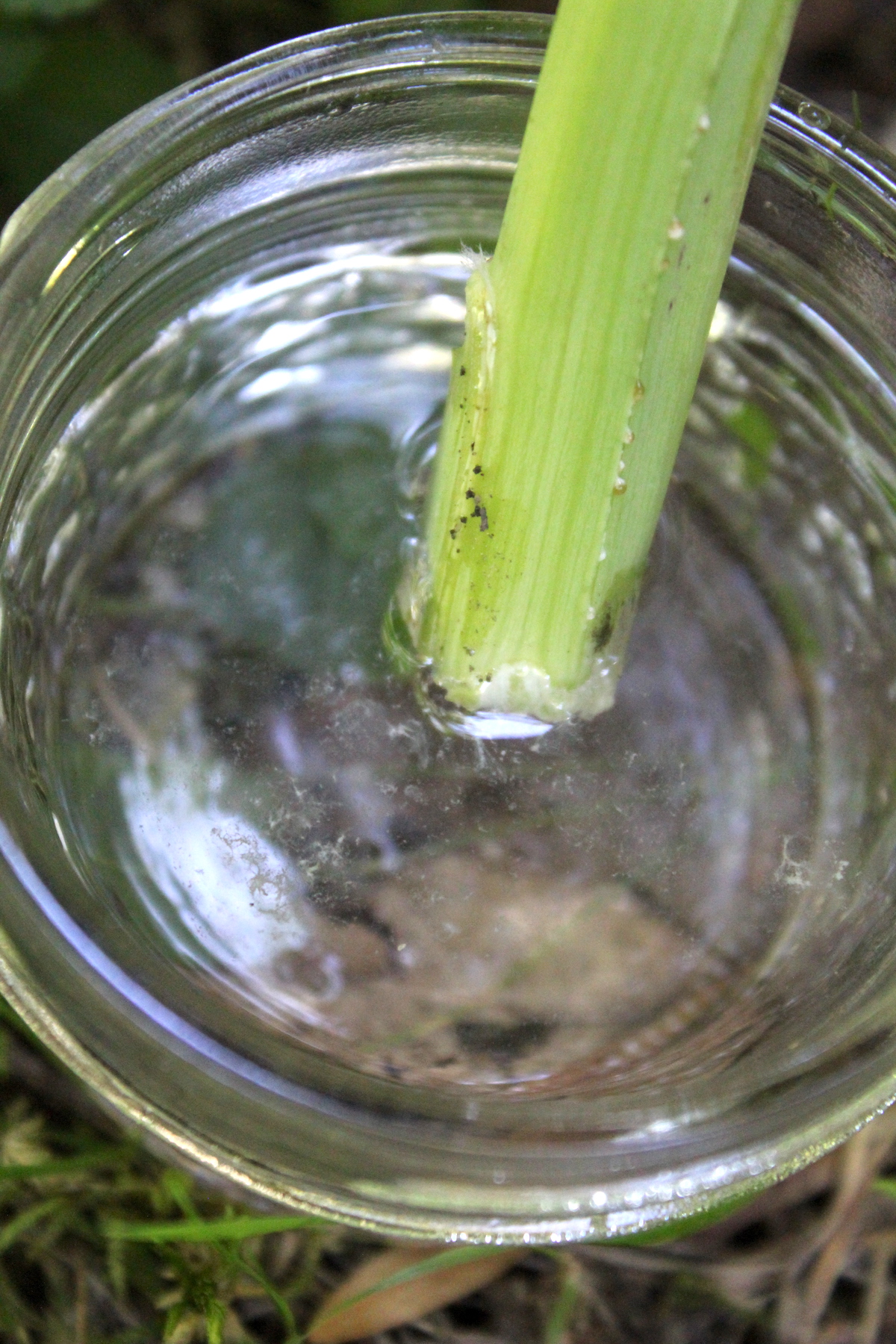 Making Wild Lettuce Tincture
