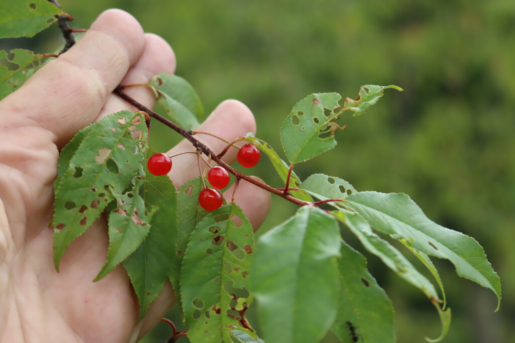 Pin Cherries