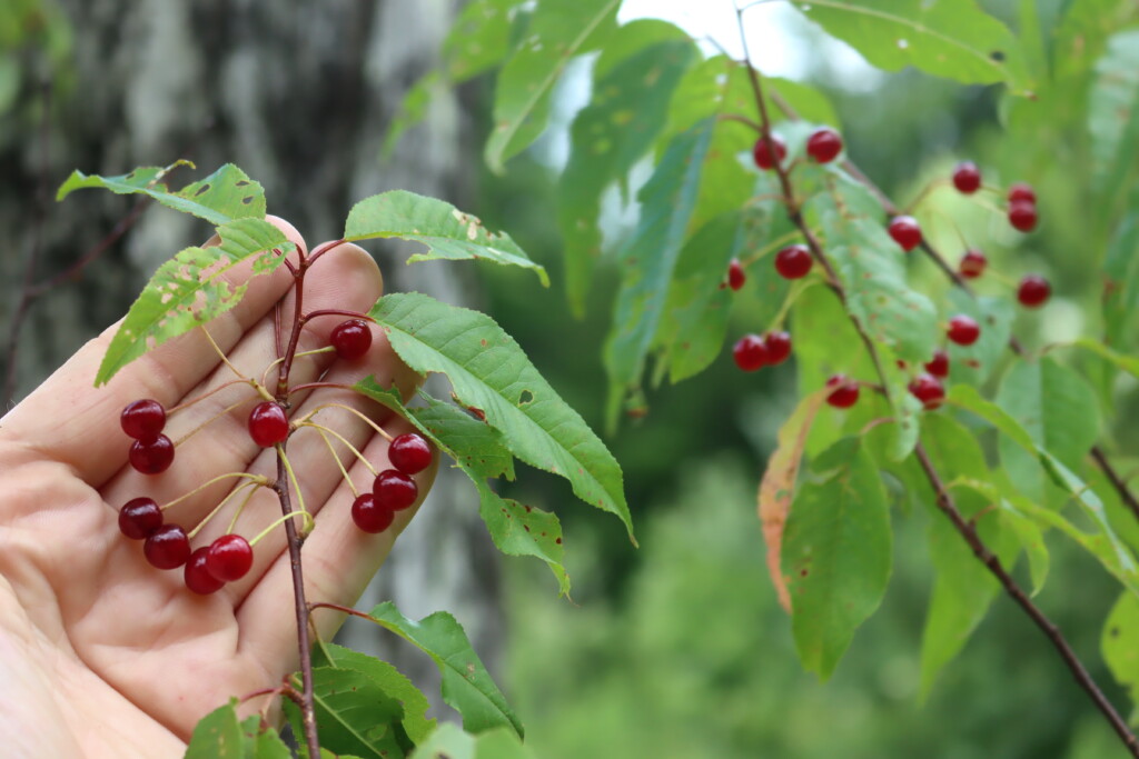 Pin Cherries