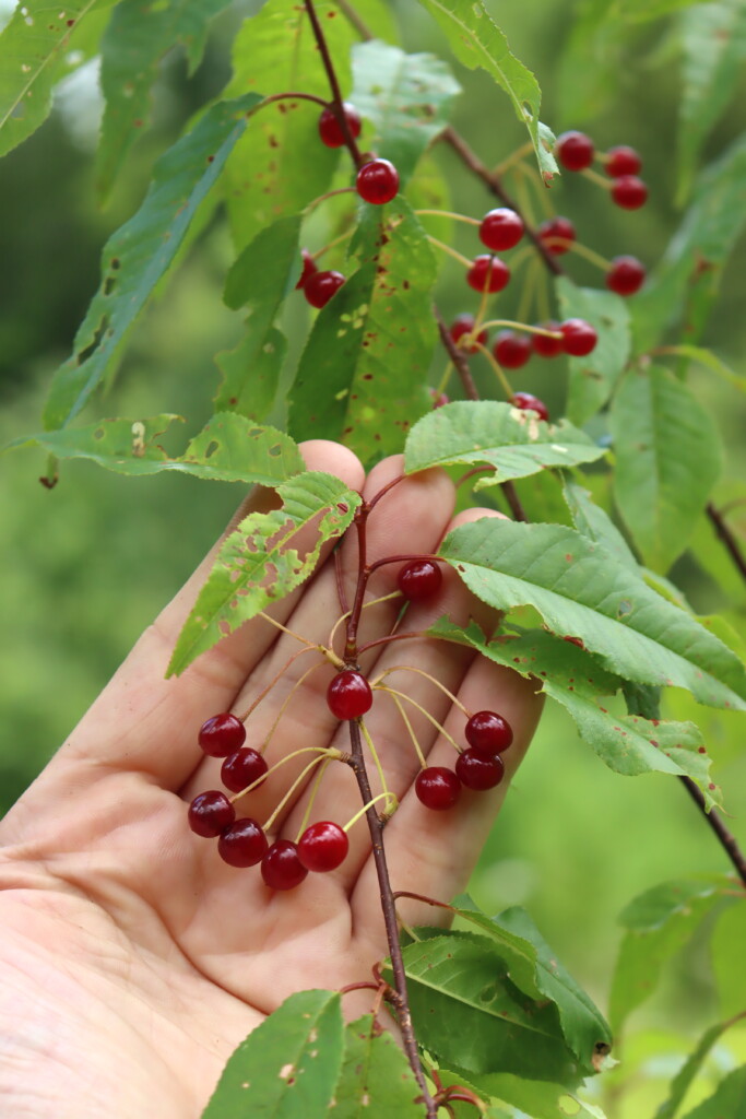 Pin Cherry Fruit