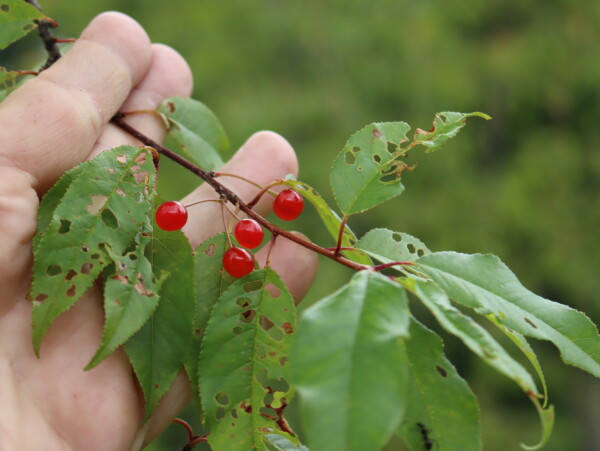 Pin Cherries