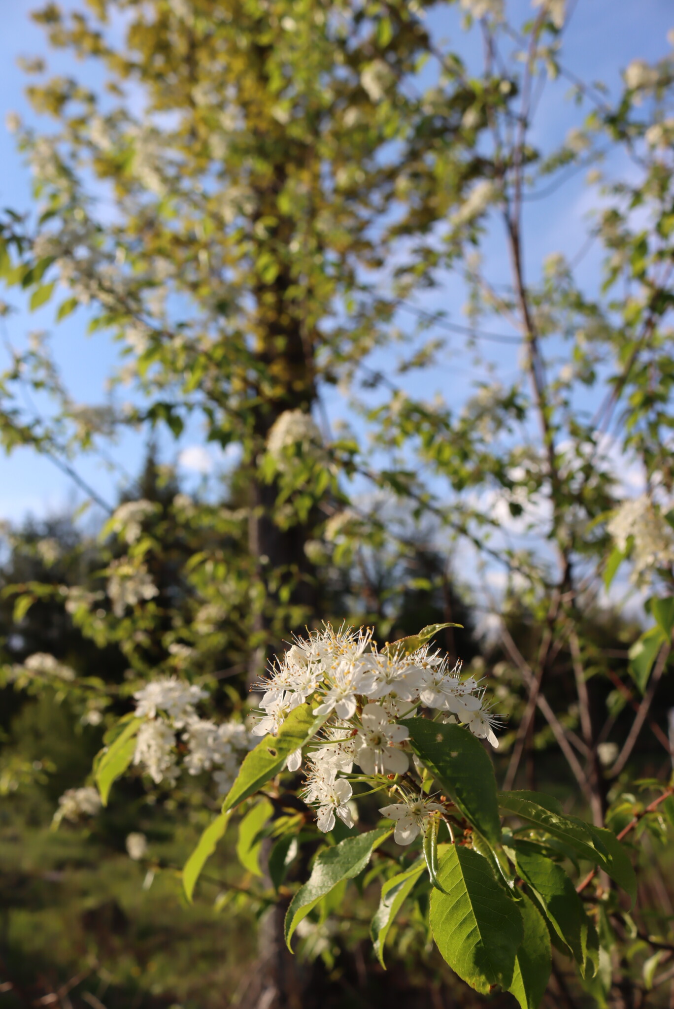 Pin Cherry Flower