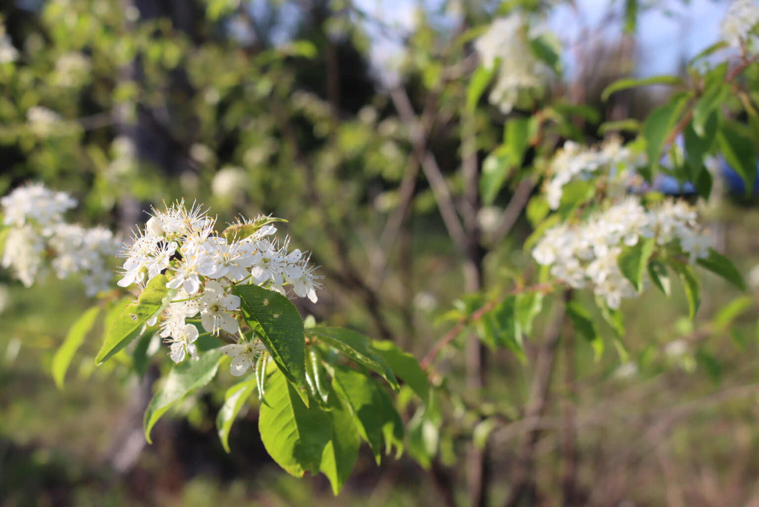 Pin Cherry Flowers
