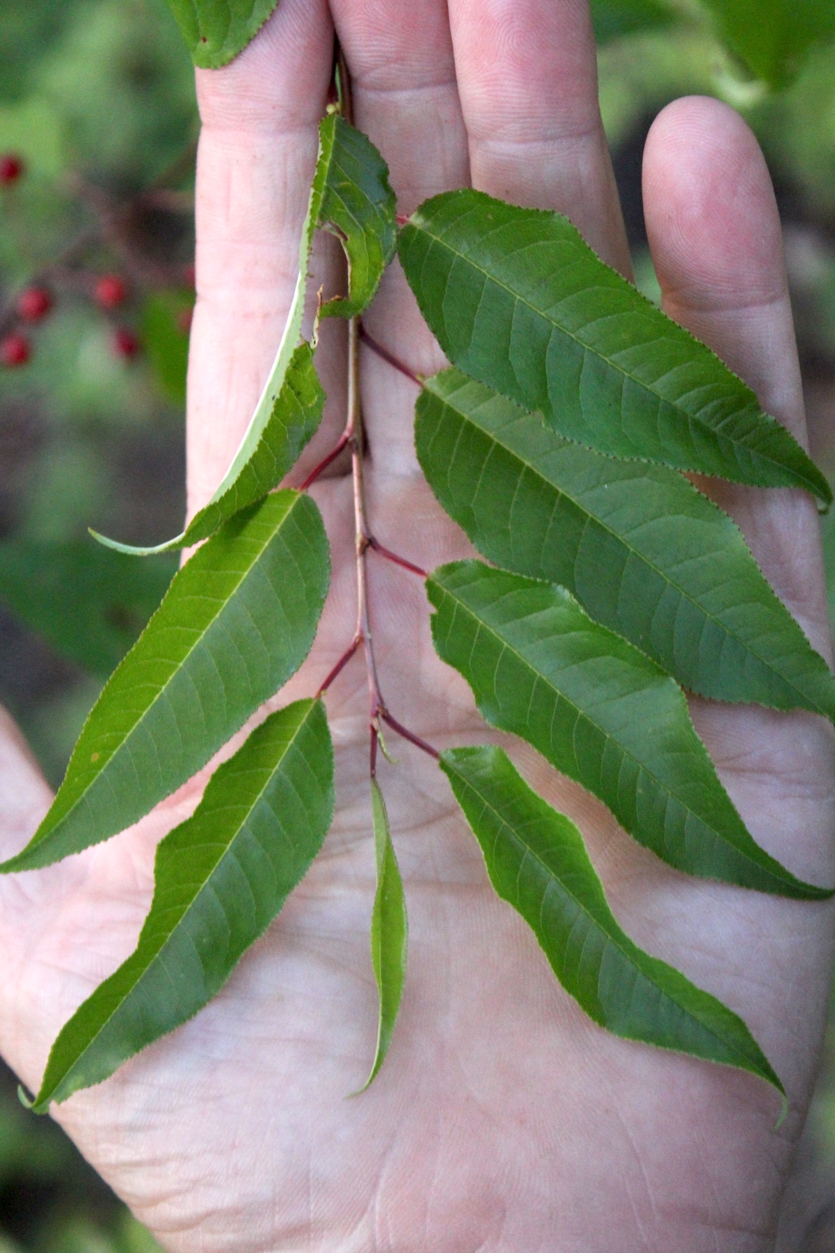 Foraging Pin Cherries
