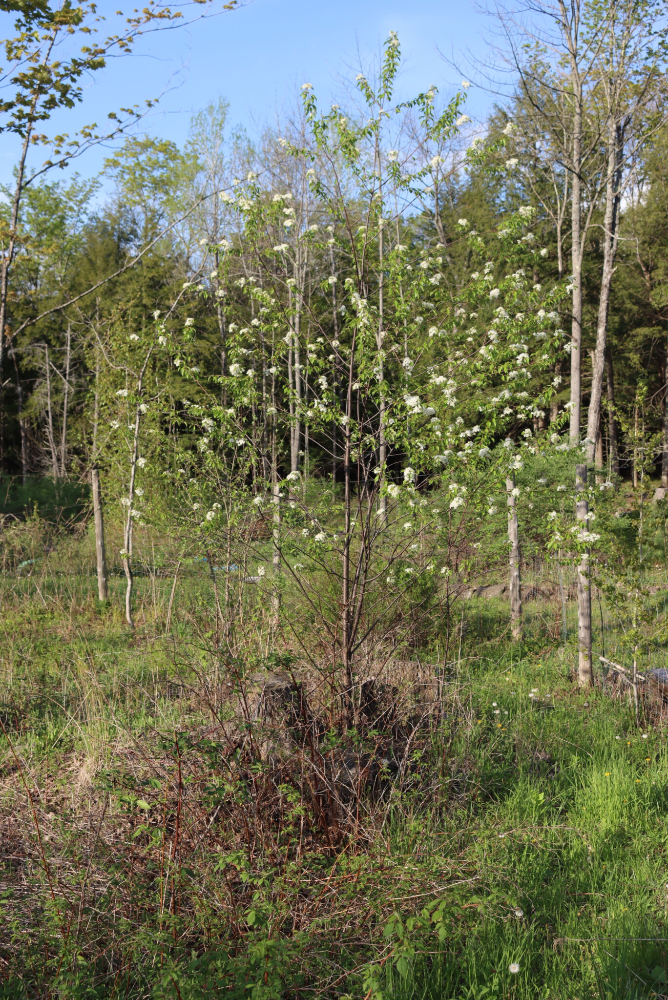 Pin cherry in bloom