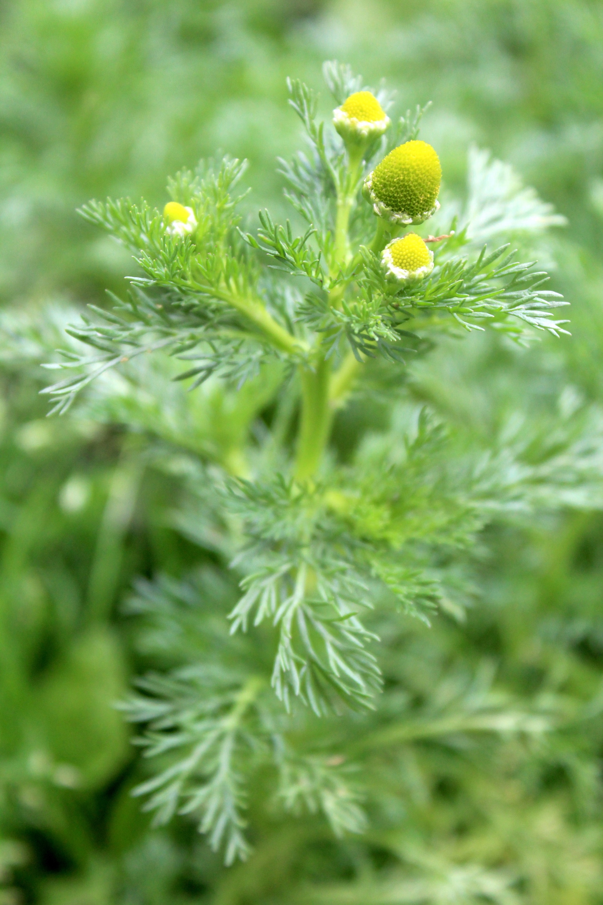 Foraging Pineapple Weed